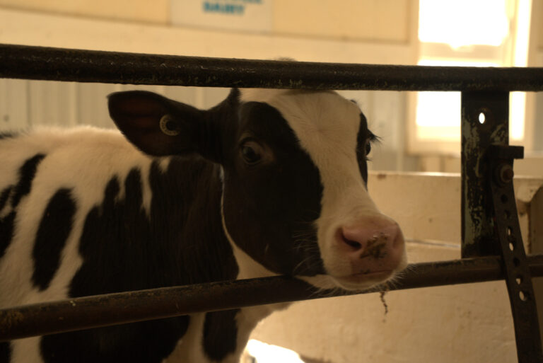 Blackwell Dairy Visit
